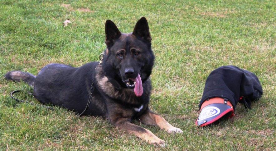  This is Ichon a 3 year old GSD and his owner Christopher Shirk